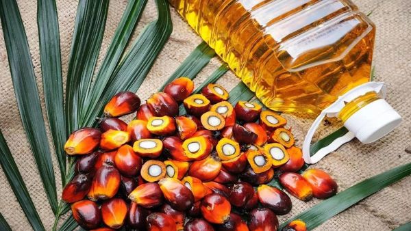Palm Edible Oil Factory in Nigeria